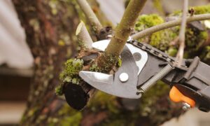 Arboristbutiken2
