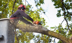 Arboristbutiken3